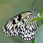 butterfly 150